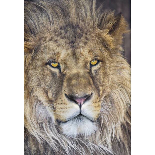 Fotobehang - Lion 127x184cm - Papierbehang