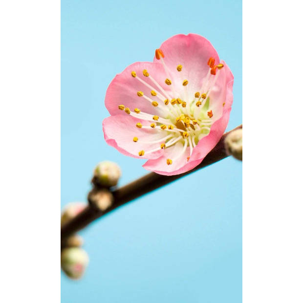 Fotobehang - Peach Blossom 150x250cm - Vliesbehang