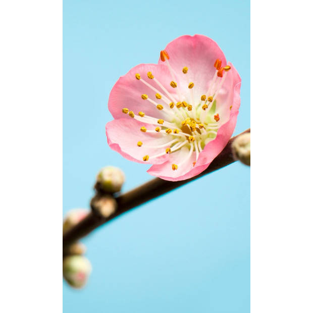 Fotobehang - Peach Blossom 150x250cm - Vliesbehang