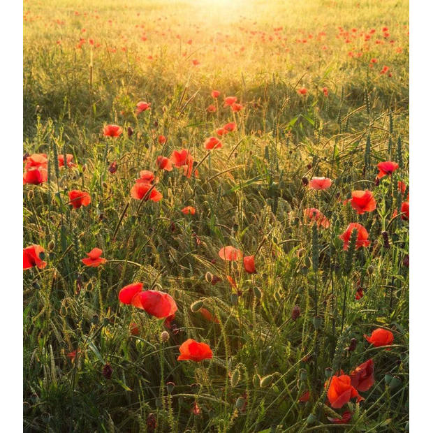 Fotobehang - Poppy World 250x280cm - Vliesbehang