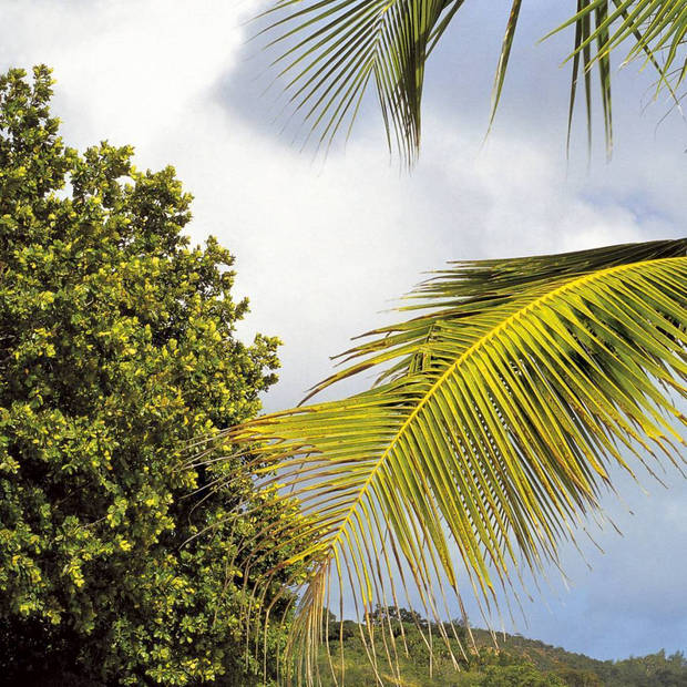 Fotobehang - Praslin 368x254cm - Papierbehang