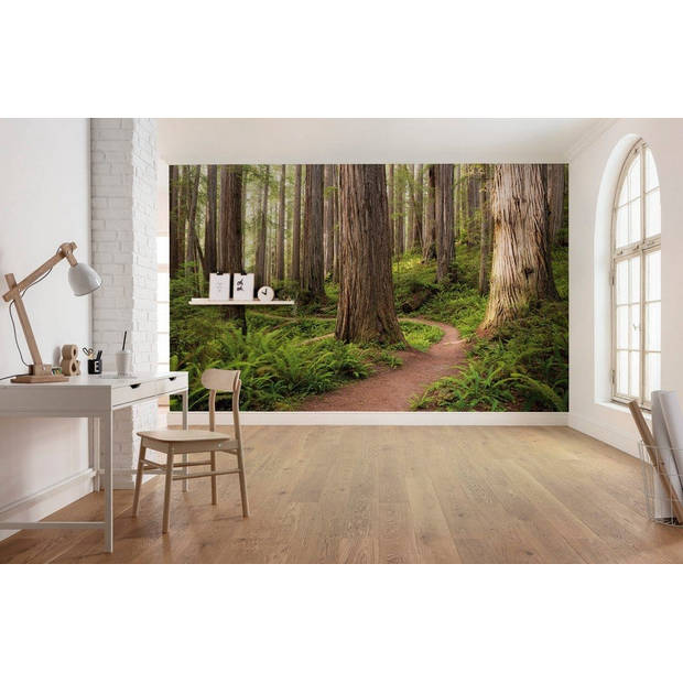 Fotobehang - Redwood Trail 450x280cm - Vliesbehang