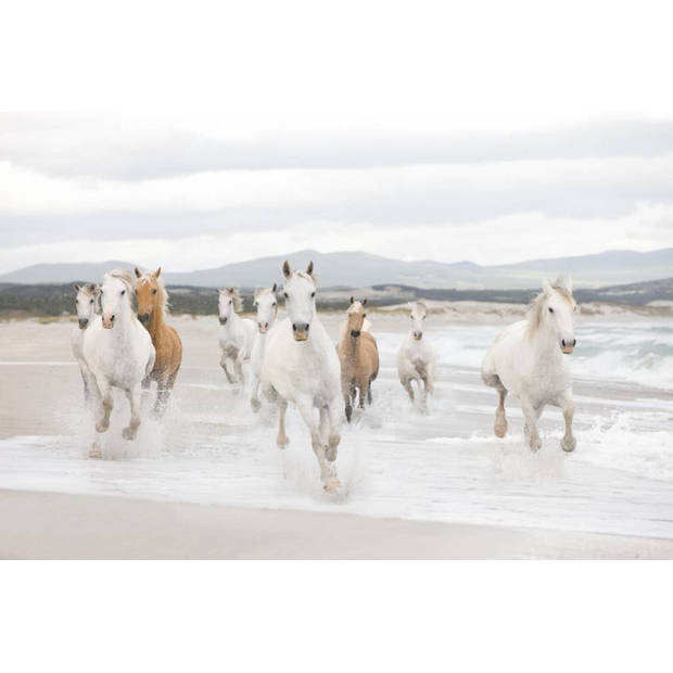 Fotobehang - White Horses 368x254cm - Papierbehang