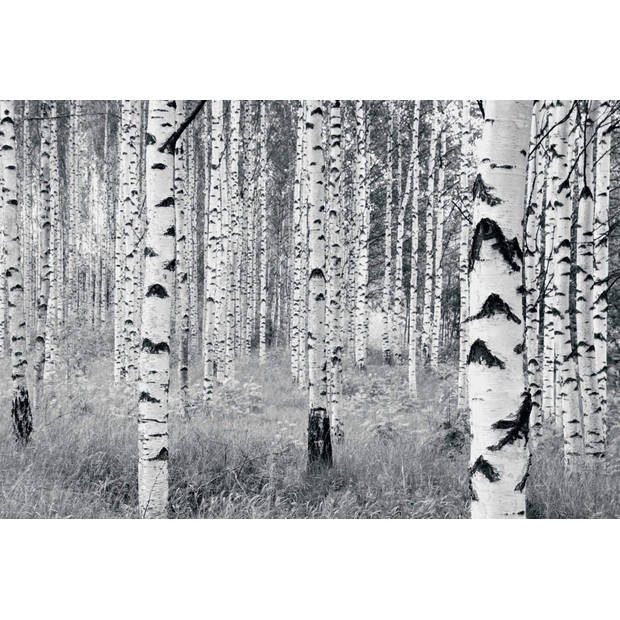 Fotobehang - Woods 400x270cm - Papierbehang