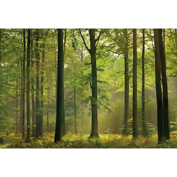 Fotobehang - Autumn Forest 384x260cm - Vliesbehang