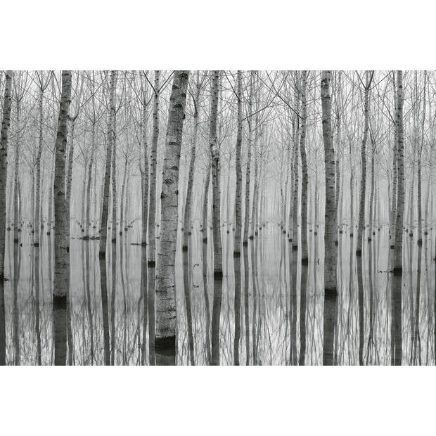 Fotobehang - Birch Forest in the Water 384x260cm - Vliesbehang