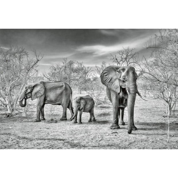 Fotobehang - Elephant Family 384x260cm - Vliesbehang