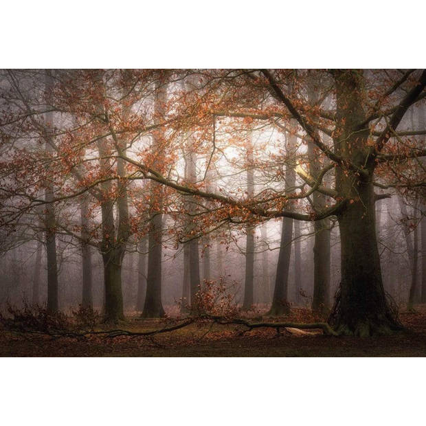 Fotobehang - Foggy Autumn Forest 384x260cm - Vliesbehang