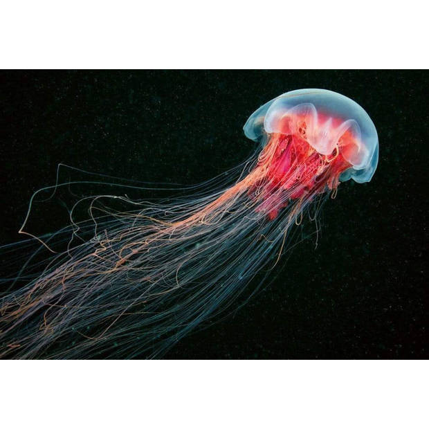 Fotobehang - Jellyfish 384x260cm - Vliesbehang