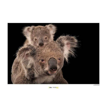Kunstdruk Koala Bear 70x50cm