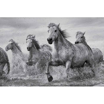 Poster Camargue Horses 91,5x61cm