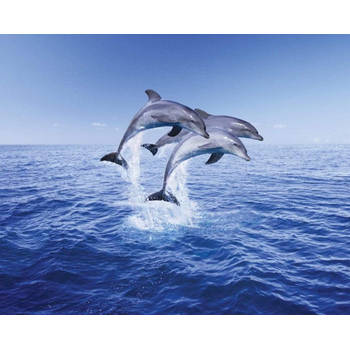 Poster Dolphin Trio 50x40cm