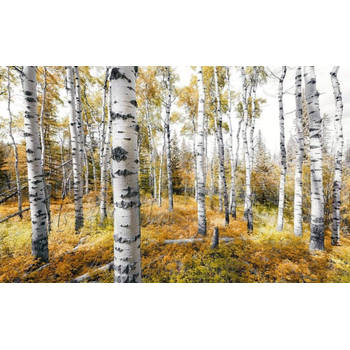 Fotobehang - Colorful Aspenwoods 450x280cm - Vliesbehang
