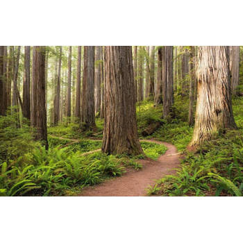 Fotobehang - Redwood Trail 450x280cm - Vliesbehang
