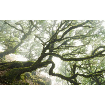 Fotobehang - The Forgotten Forest 400x250cm - Vliesbehang