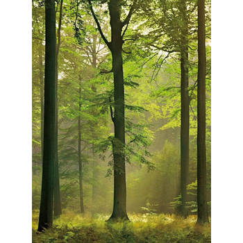 Fotobehang - Autumn Forest 192x260cm - Vliesbehang