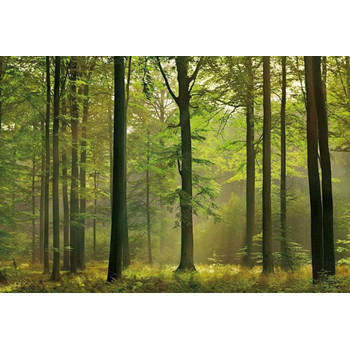 Fotobehang - Autumn Forest 384x260cm - Vliesbehang