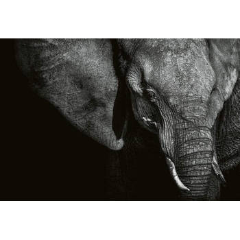 Fotobehang - Beautiful Elephant 384x260cm - Vliesbehang