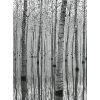 Fotobehang - Birch Forest In The Water 192x260cm - Vliesbehang