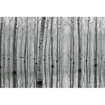 Fotobehang - Birch Forest in the Water 384x260cm - Vliesbehang