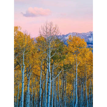 Fotobehang - Birches And Mountains 192x260cm - Vliesbehang