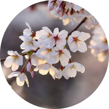 Fotobehang - Cherry Blossoms 140x140cm rond - Vliesbehang