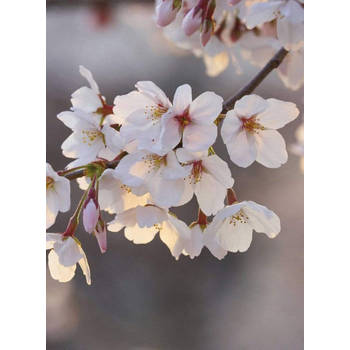 Fotobehang - Cherry Blossoms 192x260cm - Vliesbehang