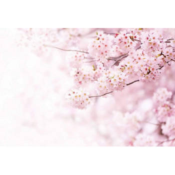 Fotobehang - Delicate Flowers 384x260cm - Vliesbehang