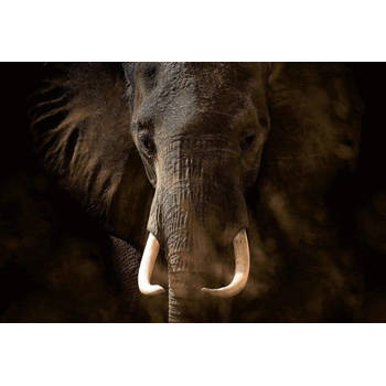 Fotobehang - Elephant Ivory 384x260cm - Vliesbehang