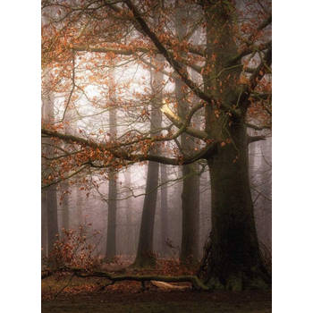 Fotobehang - Foggy Autumn Forest 192x260cm - Vliesbehang