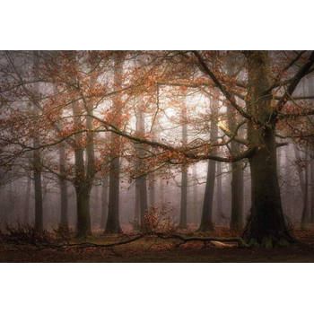 Fotobehang - Foggy Autumn Forest 384x260cm - Vliesbehang