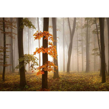 Fotobehang - Foggy Autumn Forrest 384x260cm - Vliesbehang