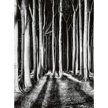 Fotobehang - Ghost Forest 192x260cm - Vliesbehang
