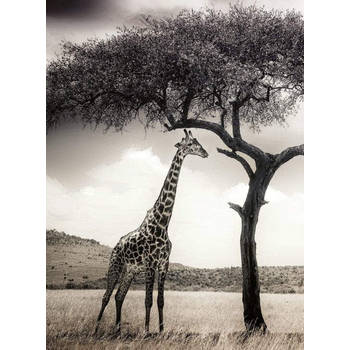 Fotobehang - Giraffe Safari 192x260cm - Vliesbehang