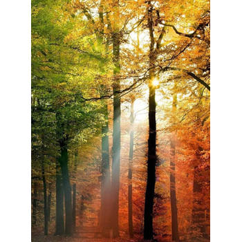 Fotobehang - Golden Autumn 192x260cm - Vliesbehang