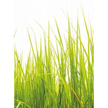 Fotobehang - High Grass 192x260cm - Vliesbehang