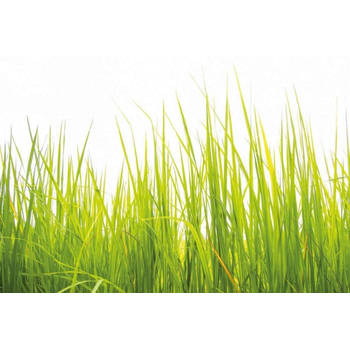 Fotobehang - High Grass 384x260cm - Vliesbehang