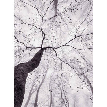 Fotobehang - Inside the Trees 192x260cm - Vliesbehang