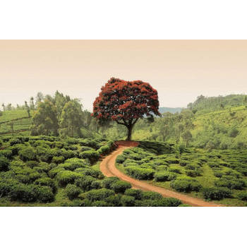 Fotobehang - Red Tree and Hills in Sri Lanka 384x260cm - Vliesbehang