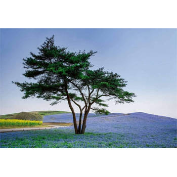 Fotobehang - Tree in Blue Flower Field in Japan 384x260cm - Vliesbehang