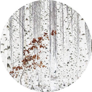 Fotobehang - White Birch Forest 140x140cm rond - Vliesbehang