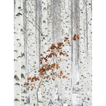 Fotobehang - White Birch Forest 192x260cm - Vliesbehang