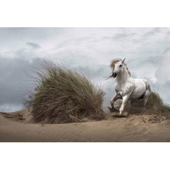 Fotobehang - White Wild Horse 384x260cm - Vliesbehang