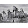 Poster Camargue Horses 91,5x61cm