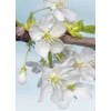 Fotobehang - Blossom 184x248cm - Vliesbehang