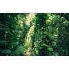 Fotobehang - Green Leaves 450x280cm - Vliesbehang