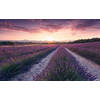 Fotobehang - Lavender Dream 450x280cm - Vliesbehang