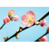 Fotobehang - Peach Blossom 350x250cm - Papierbehang