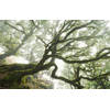 Fotobehang - The Forgotten Forest 400x250cm - Vliesbehang