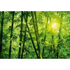 Fotobehang - Bamboo Forest 384x260cm - Vliesbehang